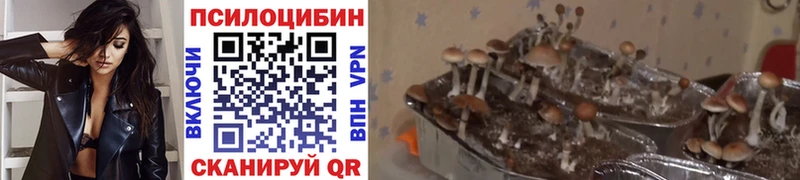 Псилоцибиновые грибы GOLDEN TEACHER  Гулькевичи 
